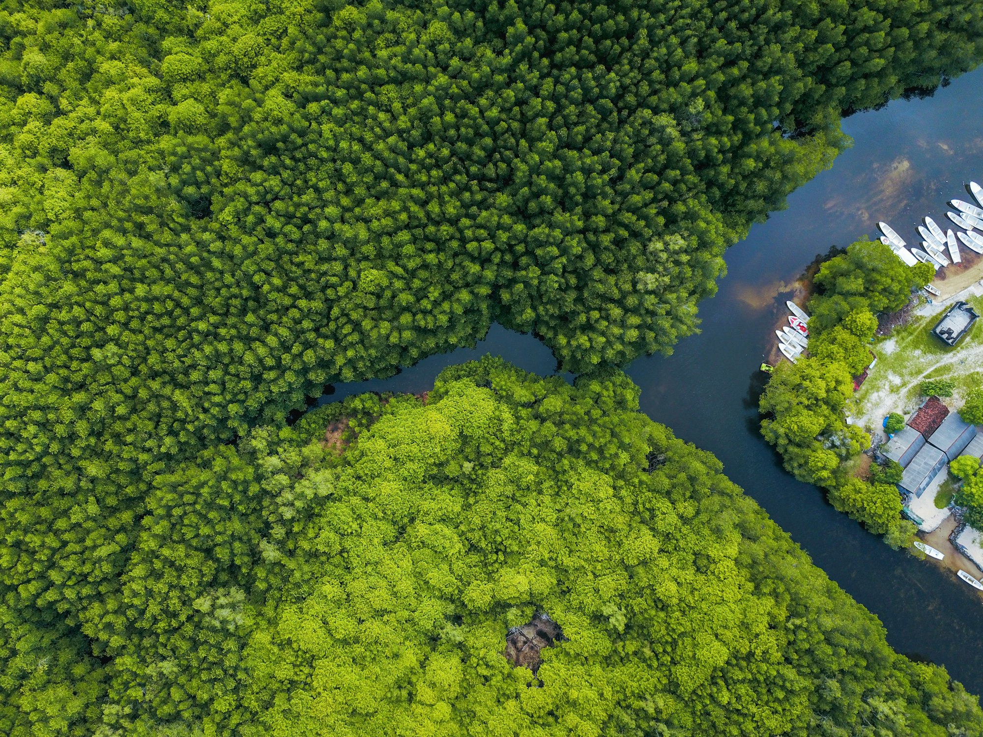 Aerial view of Indonesian coastal mangrove forest