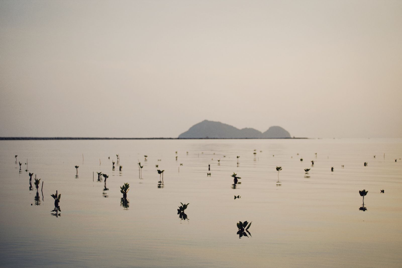 Seeds of resilience on Pulau Pudut